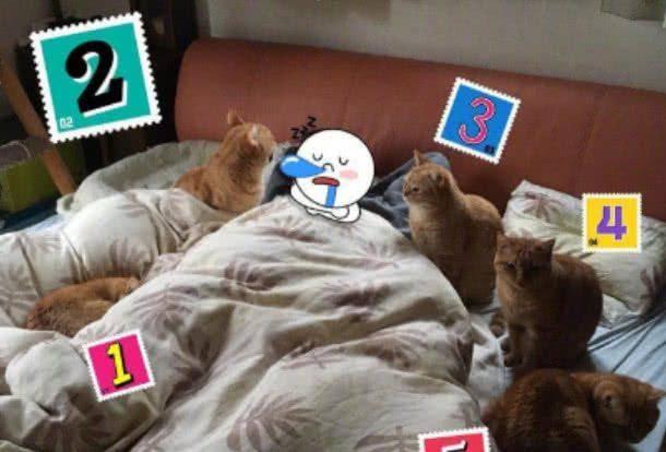 橘猫吃瓜图,萌态十足！